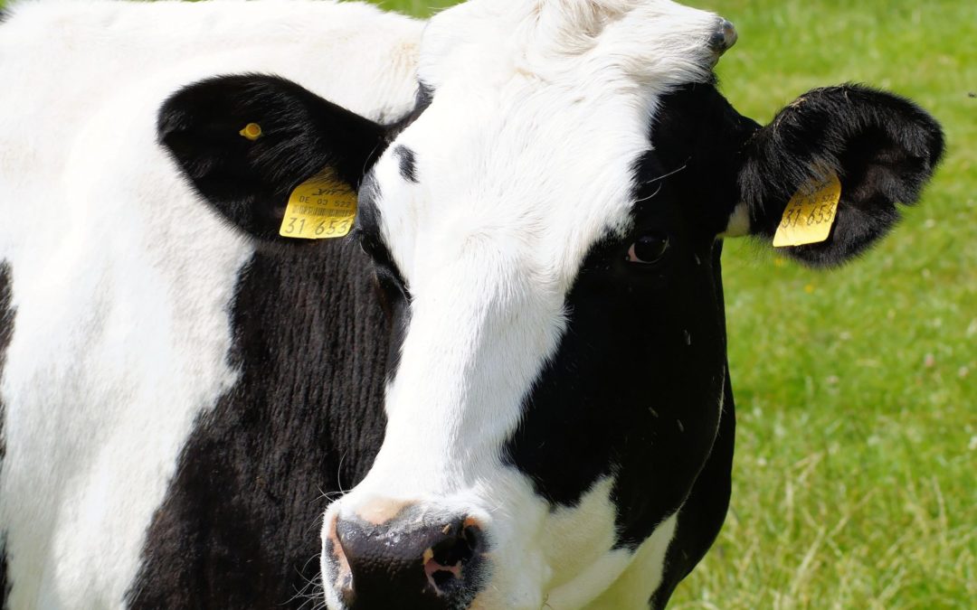 Aktuelle wissenschaftliche Untersuchungen bestätigen eine erhöhte Gefährdung der Leber bei laktierenden Milchkühen