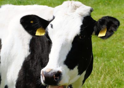 Aktuelle wissenschaftliche Untersuchungen bestätigen eine erhöhte Gefährdung der Leber bei laktierenden Milchkühen