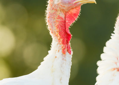 WH67® shows enormous effects in turkey feeding