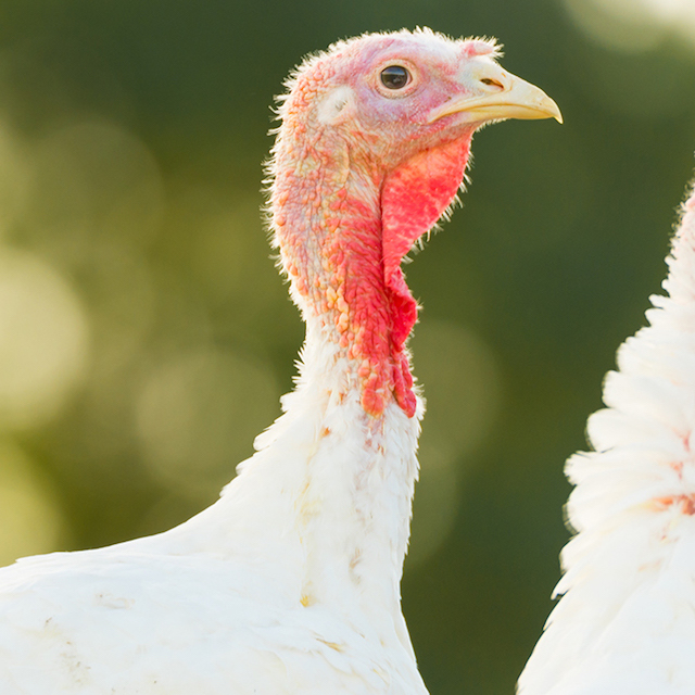WH67® shows enormous effects in turkey feeding