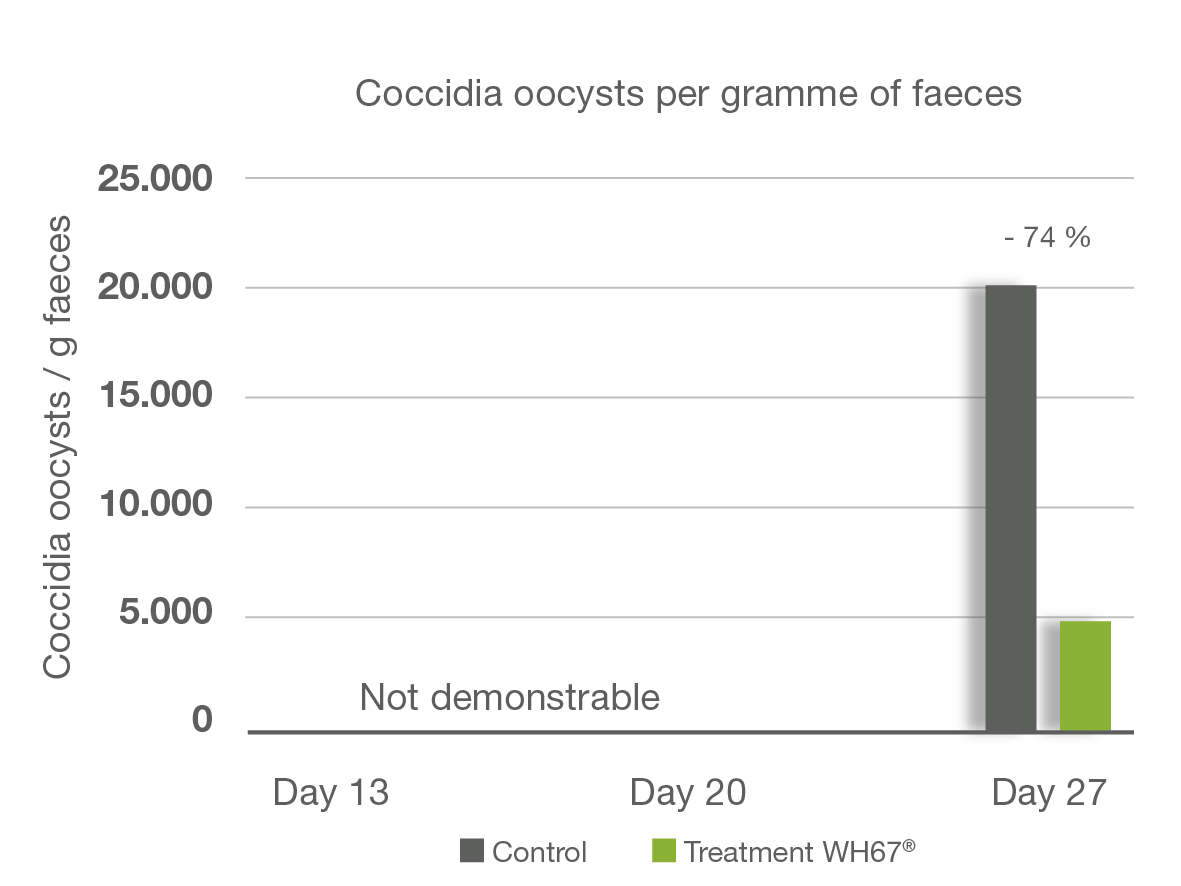 Turkey_Coccidia