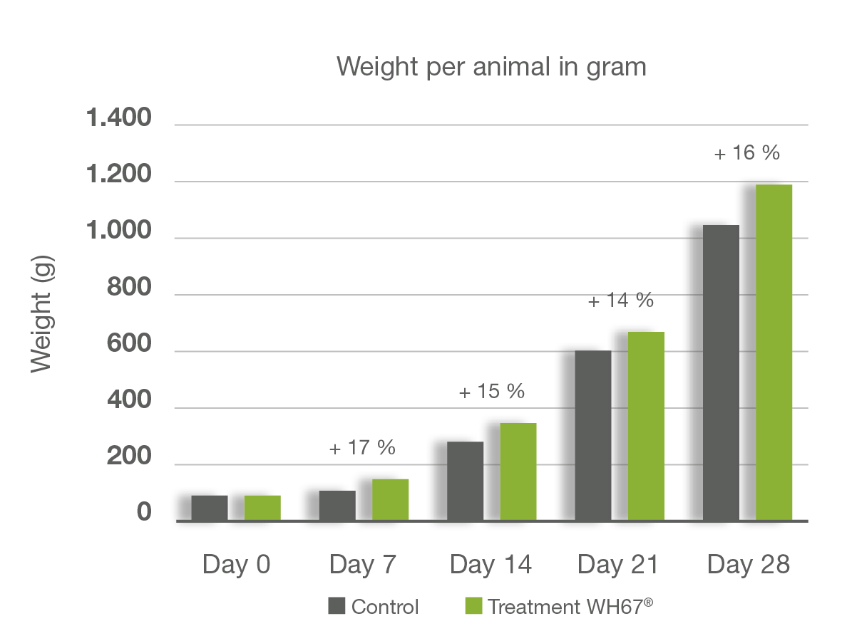 Turkey_Weight